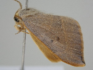  ( - BC ZSM Lep 114821)  @11 [ ] by-nc-sa (2022) SNSB, Staatliche Naturwissenschaftliche Sammlungen Bayerns ZSM (SNSB, Zoologische Staatssammlung Muenchen)