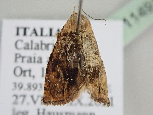  ( - BC ZSM Lep 114910)  @11 [ ] by-nc-sa (2022) SNSB, Staatliche Naturwissenschaftliche Sammlungen Bayerns ZSM (SNSB, Zoologische Staatssammlung Muenchen)