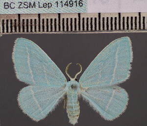  (Trimetopia saphira - BC_ZSM_Lep_114916)  @11 [ ] by-nc-sa (2022) SNSB, Staatliche Naturwissenschaftliche Sammlungen Bayerns ZSM (SNSB, Zoologische Staatssammlung Muenchen)