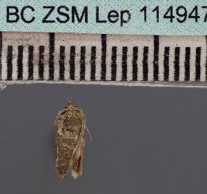  (Beihania anartoides - BC_ZSM_Lep_114947)  @11 [ ] by-nc-sa (2022) SNSB, Staatliche Naturwissenschaftliche Sammlungen Bayerns ZSM (SNSB, Zoologische Staatssammlung Muenchen)