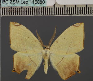  (Epigynopteryx ansorgeiDS01 Ke - BC_ZSM_Lep_115080)  @11 [ ] by-nc-sa (2022) SNSB, Staatliche Naturwissenschaftliche Sammlungen Bayerns ZSM (SNSB, Zoologische Staatssammlung Muenchen)