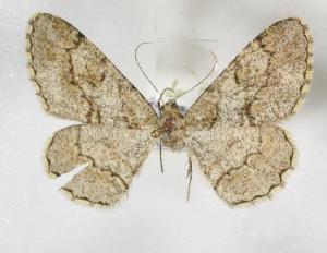  ( - BC_ZSM_Lep_115265)  @11 [ ] by-nc-sa (2022) SNSB, Staatliche Naturwissenschaftliche Sammlungen Bayerns ZSM (SNSB, Zoologische Staatssammlung Muenchen)
