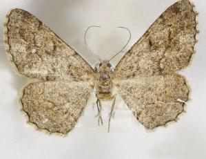  ( - BC_ZSM_Lep_115266)  @11 [ ] by-nc-sa (2022) SNSB, Staatliche Naturwissenschaftliche Sammlungen Bayerns ZSM (SNSB, Zoologische Staatssammlung Muenchen)