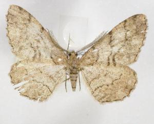  ( - BC_ZSM_Lep_115267)  @11 [ ] by-nc-sa (2022) SNSB, Staatliche Naturwissenschaftliche Sammlungen Bayerns ZSM (SNSB, Zoologische Staatssammlung Muenchen)