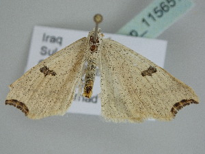  ( - BC_ZSM_Lep_115651)  @11 [ ] by-nc-sa (2022) SNSB, Staatliche Naturwissenschaftliche Sammlungen Bayerns ZSM (SNSB, Zoologische Staatssammlung Muenchen)
