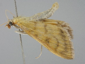  ( - BC_ZSM_Lep_116155)  @11 [ ] by-nc-sa (2023) SNSB, Staatliche Naturwissenschaftliche Sammlungen Bayerns ZSM (SNSB, Zoologische Staatssammlung Muenchen)
