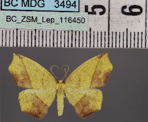  (Epigynopteryx DS03MDG - BC_ZSM_Lep_116450)  @11 [ ] by-nc-sa (2023) SNSB, Staatliche Naturwissenschaftliche Sammlungen Bayerns ZSM (SNSB, Zoologische Staatssammlung Muenchen)