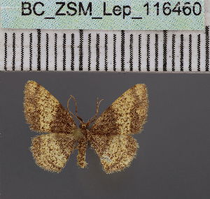  ( - BC_ZSM_Lep_116460)  @11 [ ] by-nc-sa (2023) SNSB, Staatliche Naturwissenschaftliche Sammlungen Bayerns ZSM (SNSB, Zoologische Staatssammlung Muenchen)