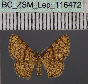  ( - BC_ZSM_Lep_116472)  @11 [ ] by-nc-sa (2023) SNSB, Staatliche Naturwissenschaftliche Sammlungen Bayerns ZSM (SNSB, Zoologische Staatssammlung Muenchen)