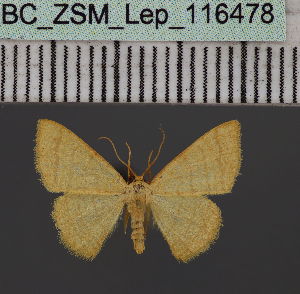  ( - BC_ZSM_Lep_116478)  @11 [ ] by-nc-sa (2023) SNSB, Staatliche Naturwissenschaftliche Sammlungen Bayerns ZSM (SNSB, Zoologische Staatssammlung Muenchen)