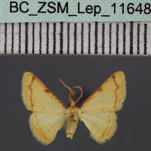 ( - BC_ZSM_Lep_116488)  @11 [ ] by-nc-sa (2023) SNSB, Staatliche Naturwissenschaftliche Sammlungen Bayerns ZSM (SNSB, Zoologische Staatssammlung Muenchen)