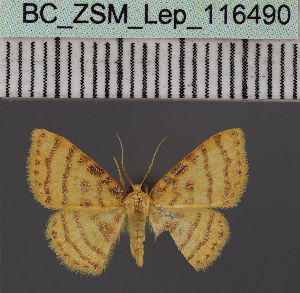  ( - BC_ZSM_Lep_116490)  @11 [ ] by-nc-sa (2023) SNSB, Staatliche Naturwissenschaftliche Sammlungen Bayerns ZSM (SNSB, Zoologische Staatssammlung Muenchen)