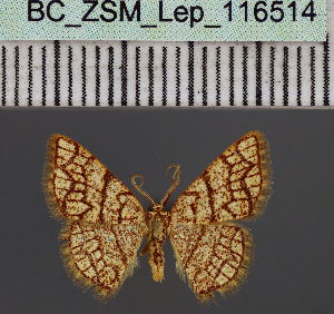  (Heterostegane maxima - BC_ZSM_Lep_116514)  @11 [ ] by-nc-sa (2023) SNSB, Staatliche Naturwissenschaftliche Sammlungen Bayerns ZSM (SNSB, Zoologische Staatssammlung Muenchen)