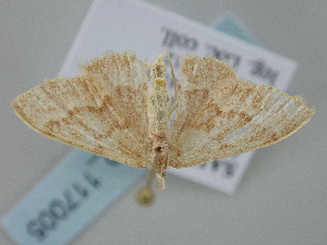  ( - BC_ZSM_Lep_117005)  @11 [ ] by-nc-sa (2023) SNSB, Staatliche Naturwissenschaftliche Sammlungen Bayerns ZSM (SNSB, Zoologische Staatssammlung Muenchen)