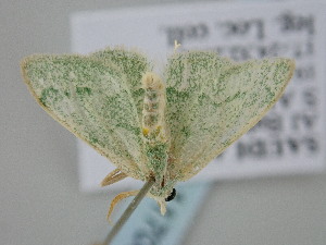  ( - BC_ZSM_Lep_117006)  @11 [ ] by-nc-sa (2023) SNSB, Staatliche Naturwissenschaftliche Sammlungen Bayerns ZSM (SNSB, Zoologische Staatssammlung Muenchen)