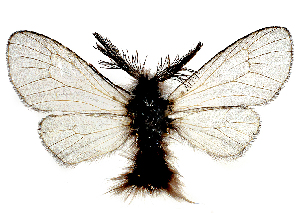  (Ptilocephala biroi - BC_ZSM_Lep_117094)  @11 [ ] by-nc-sa (2023) SNSB, Staatliche Naturwissenschaftliche Sammlungen Bayerns ZSM (SNSB, Zoologische Staatssammlung Muenchen)