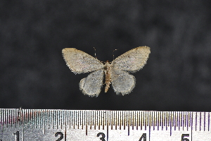  (Idaea sp. SK07 - BC_ZSM_Lep_117576)  @11 [ ] by-nc-sa (2023) SNSB, Staatliche Naturwissenschaftliche Sammlungen Bayerns ZSM (SNSB, Zoologische Staatssammlung Muenchen)