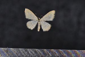  (Idaea sp. SK06 - BC_ZSM_Lep_117634)  @11 [ ] by-nc-sa (2023) SNSB, Staatliche Naturwissenschaftliche Sammlungen Bayerns ZSM (SNSB, Zoologische Staatssammlung Muenchen)