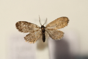  ( - BC_ZSM_Lep_115959)  @11 [ ] by-nc-sa (2023) SNSB, Staatliche Naturwissenschaftliche Sammlungen Bayerns ZSM (SNSB, Zoologische Staatssammlung Muenchen)