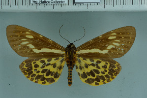  (Kishidaria - BC_ZSM_Lep_118523)  @11 [ ] by-nc-sa (2023) SNSB, Staatliche Naturwissenschaftliche Sammlungen Bayerns ZSM (SNSB, Zoologische Staatssammlung Muenchen)