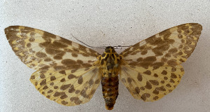  (Kishidaria - BC_ZSM_Lep_118532)  @11 [ ] by-nc-sa (2023) SNSB, Staatliche Naturwissenschaftliche Sammlungen Bayerns ZSM (SNSB, Zoologische Staatssammlung Muenchen)