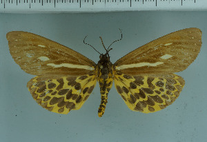  (Kishidaria - BC_ZSM_Lep_118539)  @11 [ ] by-nc-sa (2023) SNSB, Staatliche Naturwissenschaftliche Sammlungen Bayerns ZSM (SNSB, Zoologische Staatssammlung Muenchen)