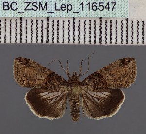  ( - BC_ZSM_Lep_116547)  @11 [ ] by-nc-sa (2024) SNSB, Staatliche Naturwissenschaftliche Sammlungen Bayerns ZSM (SNSB, Zoologische Staatssammlung Muenchen)