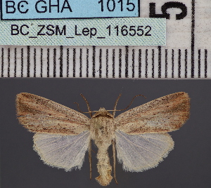  ( - BC_ZSM_Lep_116552)  @11 [ ] by-nc-sa (2024) SNSB, Staatliche Naturwissenschaftliche Sammlungen Bayerns ZSM (SNSB, Zoologische Staatssammlung Muenchen)