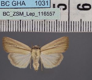  ( - BC_ZSM_Lep_116557)  @11 [ ] by-nc-sa (2024) SNSB, Staatliche Naturwissenschaftliche Sammlungen Bayerns ZSM (SNSB, Zoologische Staatssammlung Muenchen)