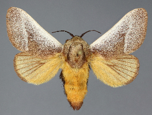  ( - BC_ZSM_Lep_118028)  @11 [ ] by-nc-sa (2024) SNSB, Staatliche Naturwissenschaftliche Sammlungen Bayerns ZSM (SNSB, Zoologische Staatssammlung Muenchen)