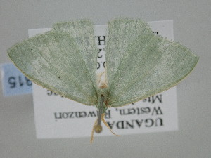  ( - BC_ZSM_Lep_119315)  @11 [ ] by-nc-sa (2024) SNSB, Staatliche Naturwissenschaftliche Sammlungen Bayerns ZSM (SNSB, Zoologische Staatssammlung Muenchen)