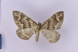  ( - BC_ZSM_Lep_119446)  @11 [ ] by-nc-sa (2024) SNSB, Staatliche Naturwissenschaftliche Sammlungen Bayerns ZSM (SNSB, Zoologische Staatssammlung Muenchen)