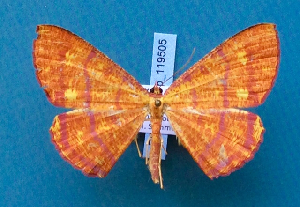  ( - BC_ZSM_Lep_119505)  @11 [ ] by-nc-sa (2024) SNSB, Staatliche Naturwissenschaftliche Sammlungen Bayerns ZSM (SNSB, Zoologische Staatssammlung Muenchen)