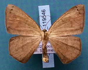 ( - BC_ZSM_Lep_119546)  @11 [ ] by-nc-sa (2024) SNSB, Staatliche Naturwissenschaftliche Sammlungen Bayerns ZSM (SNSB, Zoologische Staatssammlung Muenchen)