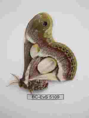  ( - BC-EVS-5109)  @11 [ ] by-nc-sa (2024) SNSB, Staatliche Naturwissenschaftliche Sammlungen Bayerns ZSM (SNSB, Zoologische Staatssammlung Muenchen)