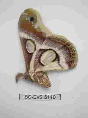  ( - BC-EVS-5110)  @11 [ ] by-nc-sa (2024) SNSB, Staatliche Naturwissenschaftliche Sammlungen Bayerns ZSM (SNSB, Zoologische Staatssammlung Muenchen)