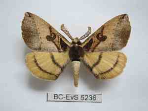 ( - BC-EVS-5236)  @11 [ ] by-nc-sa (2024) SNSB, Staatliche Naturwissenschaftliche Sammlungen Bayerns ZSM (SNSB, Zoologische Staatssammlung Muenchen)