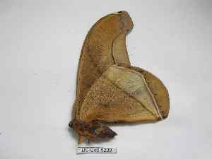  ( - BC-EVS-5239)  @11 [ ] by-nc-sa (2024) SNSB, Staatliche Naturwissenschaftliche Sammlungen Bayerns ZSM (SNSB, Zoologische Staatssammlung Muenchen)