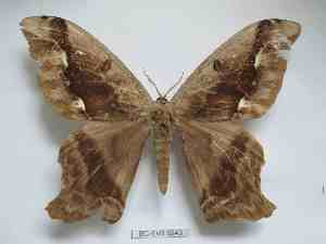  ( - BC-EVS-5243)  @11 [ ] by-nc-sa (2024) SNSB, Staatliche Naturwissenschaftliche Sammlungen Bayerns ZSM (SNSB, Zoologische Staatssammlung Muenchen)