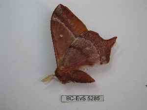  ( - BC-EVS-5285)  @11 [ ] by-nc-sa (2024) SNSB, Staatliche Naturwissenschaftliche Sammlungen Bayerns ZSM (SNSB, Zoologische Staatssammlung Muenchen)