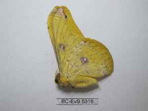  ( - BC-EVS-5315)  @11 [ ] by-nc-sa (2024) SNSB, Staatliche Naturwissenschaftliche Sammlungen Bayerns ZSM (SNSB, Zoologische Staatssammlung Muenchen)