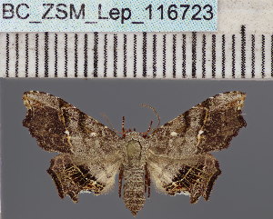  (Acremma griseoviridis - BC_ZSM_Lep_116723)  @11 [ ] by-nc-sa (2024) SNSB, Staatliche Naturwissenschaftliche Sammlungen Bayerns ZSM (SNSB, Zoologische Staatssammlung Muenchen)