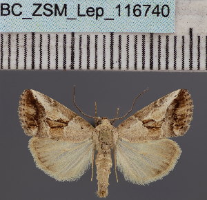  (Bryophilopsis sp. DS01UG - BC_ZSM_Lep_116740)  @11 [ ] by-nc-sa (2024) SNSB, Staatliche Naturwissenschaftliche Sammlungen Bayerns ZSM (SNSB, Zoologische Staatssammlung Muenchen)