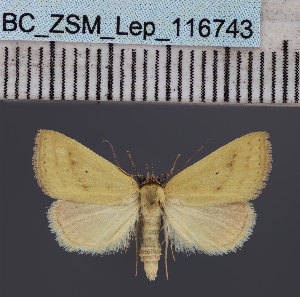  (Phytometra conicephala - BC_ZSM_Lep_116743)  @11 [ ] by-nc-sa (2024) SNSB, Staatliche Naturwissenschaftliche Sammlungen Bayerns ZSM (SNSB, Zoologische Staatssammlung Muenchen)