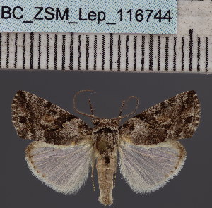  (Bryophilopsis sp. DS02UG - BC_ZSM_Lep_116744)  @11 [ ] by-nc-sa (2024) SNSB, Staatliche Naturwissenschaftliche Sammlungen Bayerns ZSM (SNSB, Zoologische Staatssammlung Muenchen)