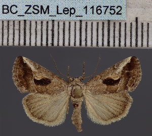  (Bryophilopsis hamulaDS01UG - BC_ZSM_Lep_116752)  @11 [ ] by-nc-sa (2024) SNSB, Staatliche Naturwissenschaftliche Sammlungen Bayerns ZSM (SNSB, Zoologische Staatssammlung Muenchen)