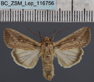  ( - BC_ZSM_Lep_116756)  @11 [ ] by-nc-sa (2024) SNSB, Staatliche Naturwissenschaftliche Sammlungen Bayerns ZSM (SNSB, Zoologische Staatssammlung Muenchen)