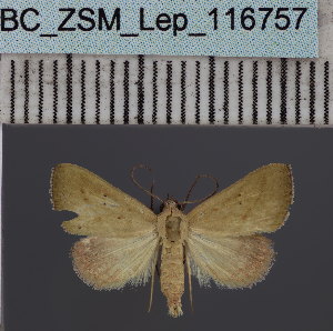  (Phytometra bipuncta - BC_ZSM_Lep_116757)  @11 [ ] by-nc-sa (2024) SNSB, Staatliche Naturwissenschaftliche Sammlungen Bayerns ZSM (SNSB, Zoologische Staatssammlung Muenchen)