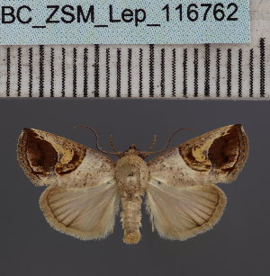  ( - BC_ZSM_Lep_116762)  @11 [ ] by-nc-sa (2024) SNSB, Staatliche Naturwissenschaftliche Sammlungen Bayerns ZSM (SNSB, Zoologische Staatssammlung Muenchen)