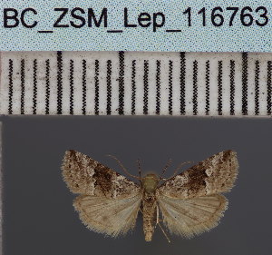  (Zebeeba transfusca - BC_ZSM_Lep_116763)  @11 [ ] by-nc-sa (2024) SNSB, Staatliche Naturwissenschaftliche Sammlungen Bayerns ZSM (SNSB, Zoologische Staatssammlung Muenchen)